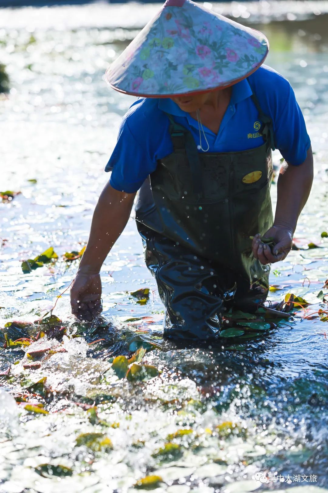 央视关注！太湖莼菜抢“鲜”上市！