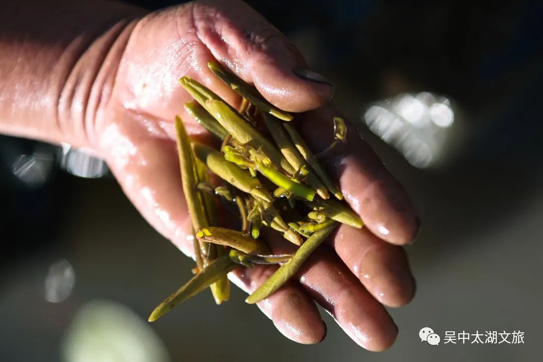 央视关注！太湖莼菜抢“鲜”上市！