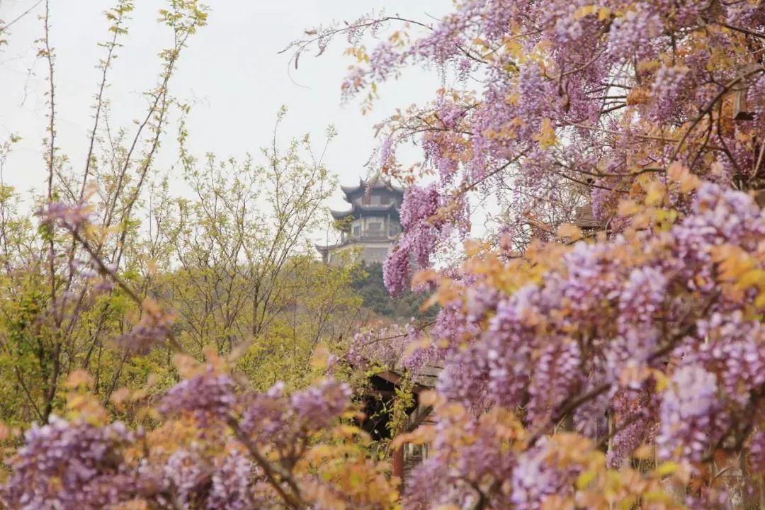 紫藤花开，超美！