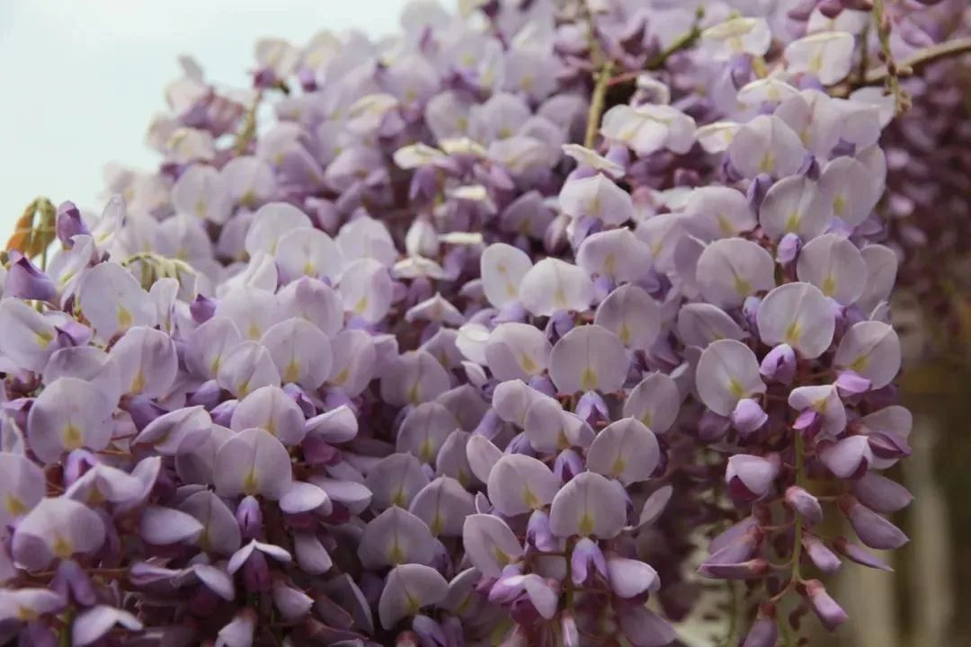 紫藤花开，超美！