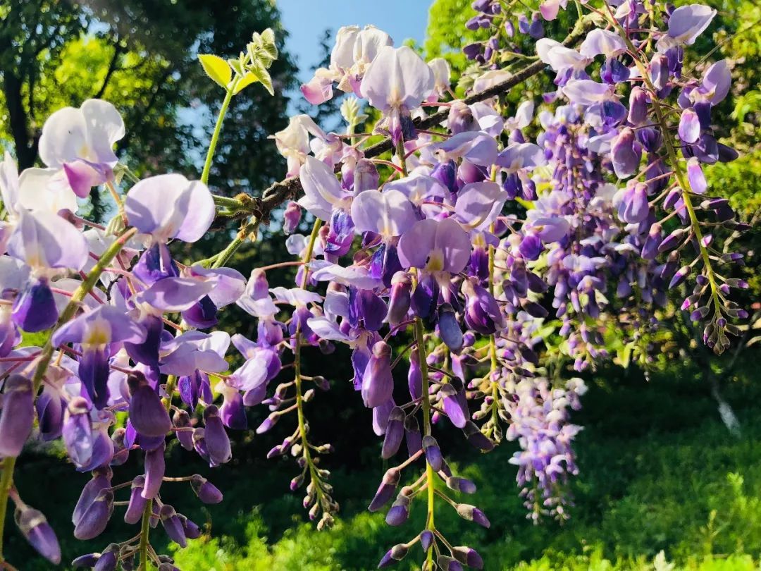 紫藤花开，超美！