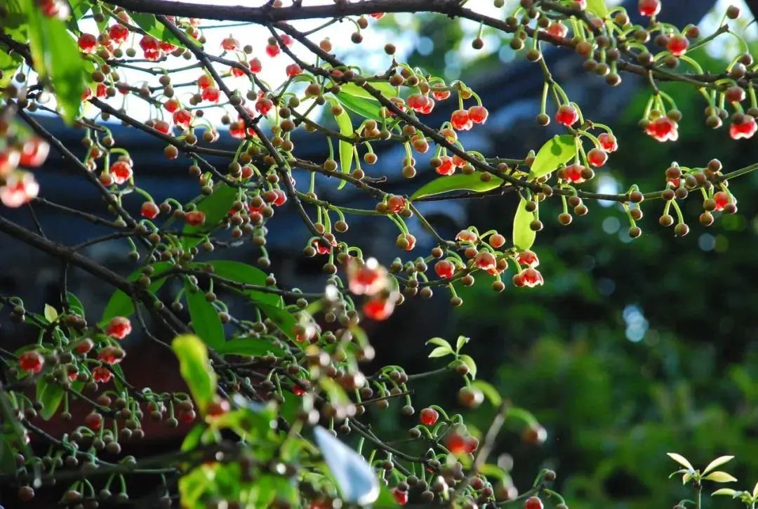 370余岁！又见花开！