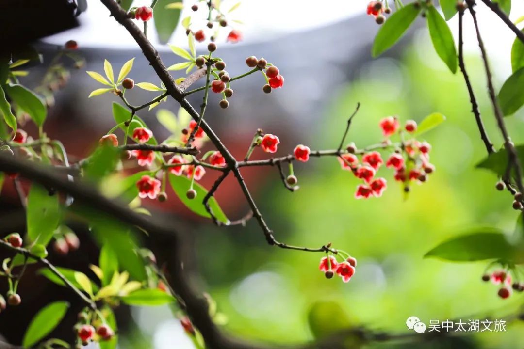 370余岁！又见花开！