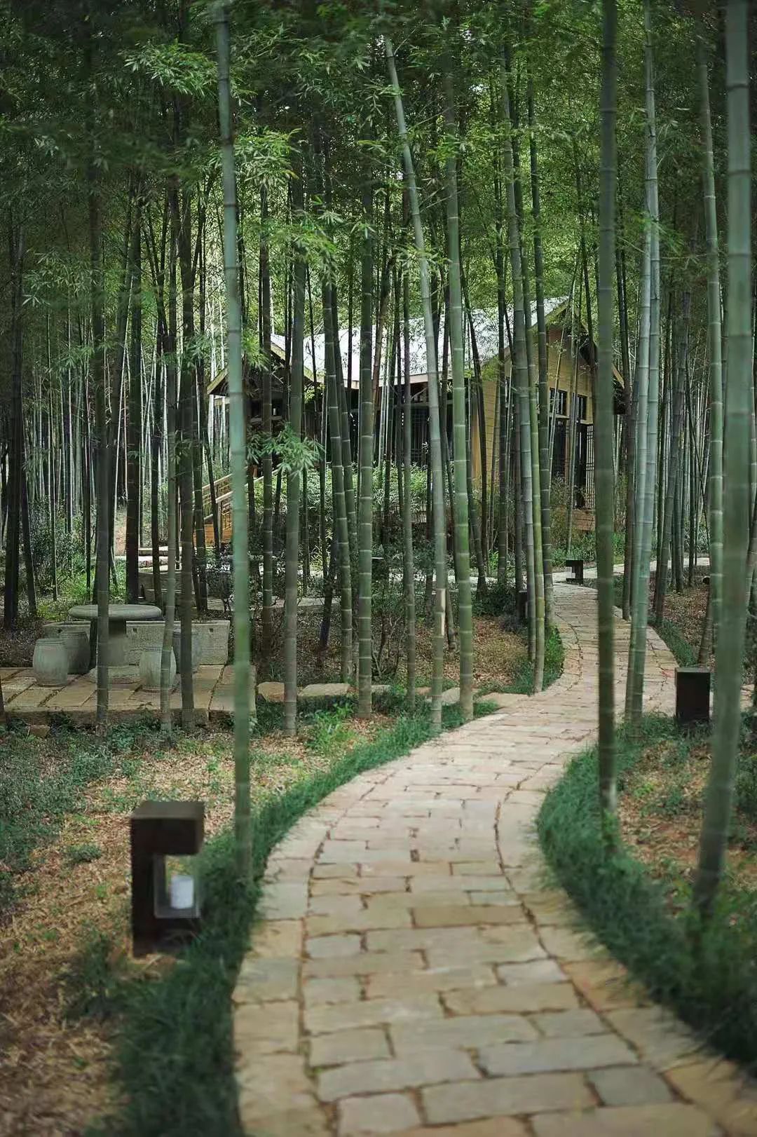 这部热播剧的取景地，就藏在吴中的竹林里！