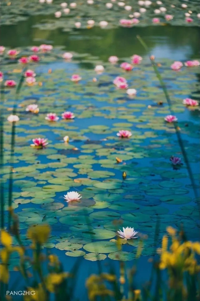 在吴中，误入油画中的夏日！