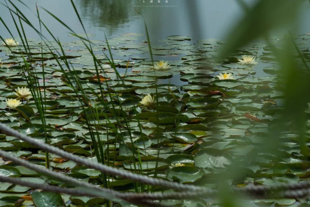 在吴中，误入油画中的夏日！