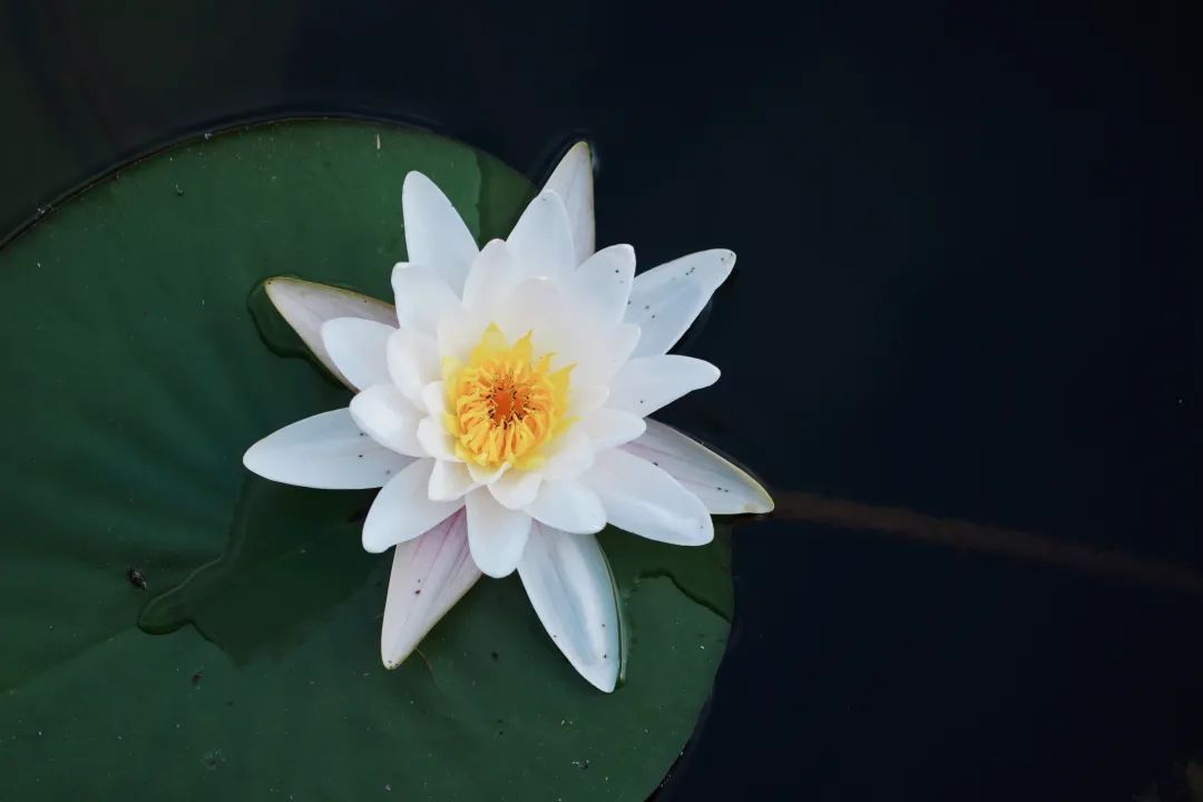 在吴中，误入油画中的夏日！