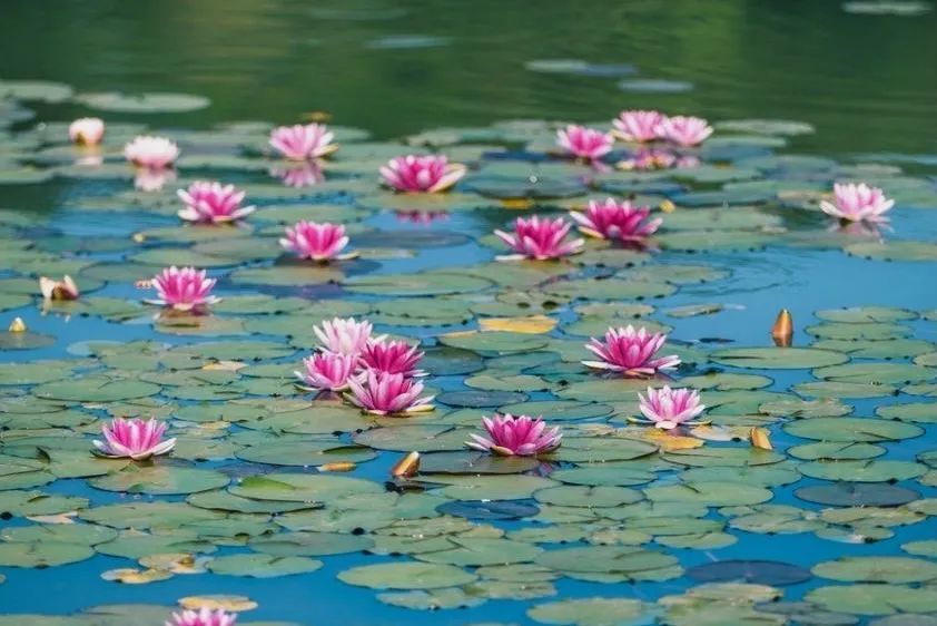 在吴中，误入油画中的夏日！