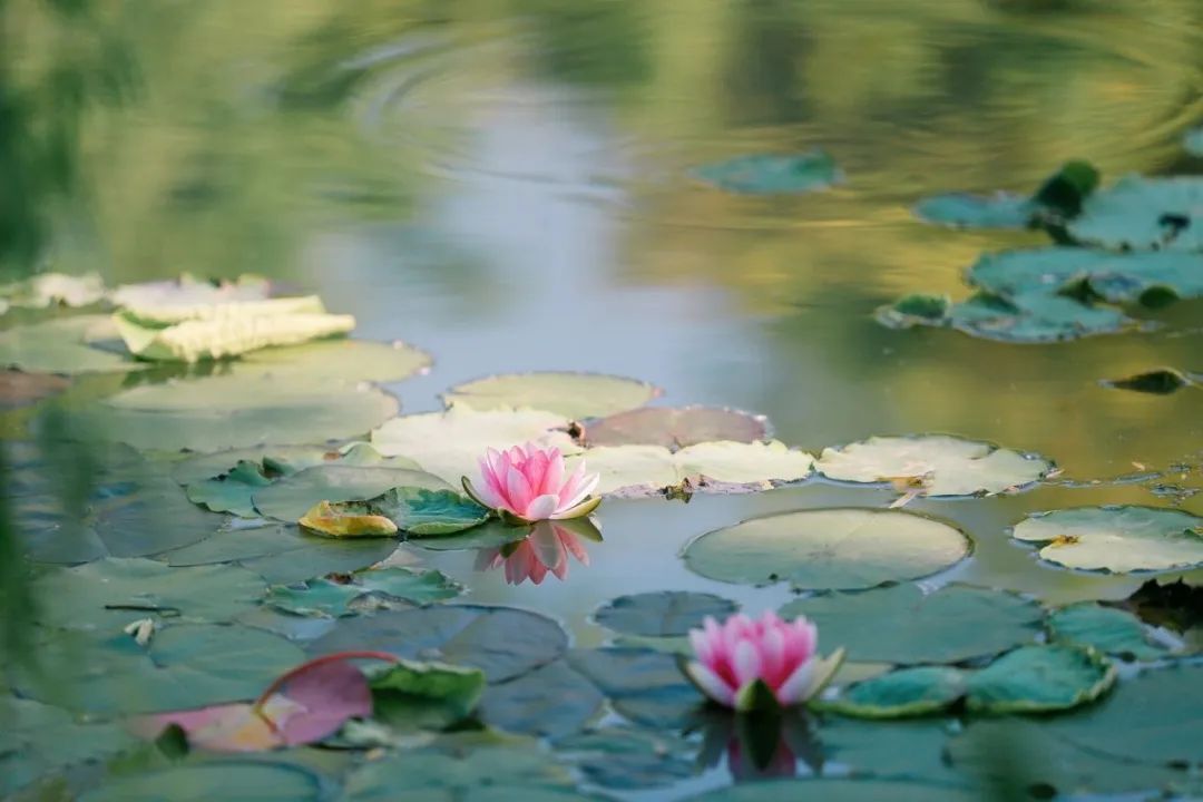 在吴中，误入油画中的夏日！