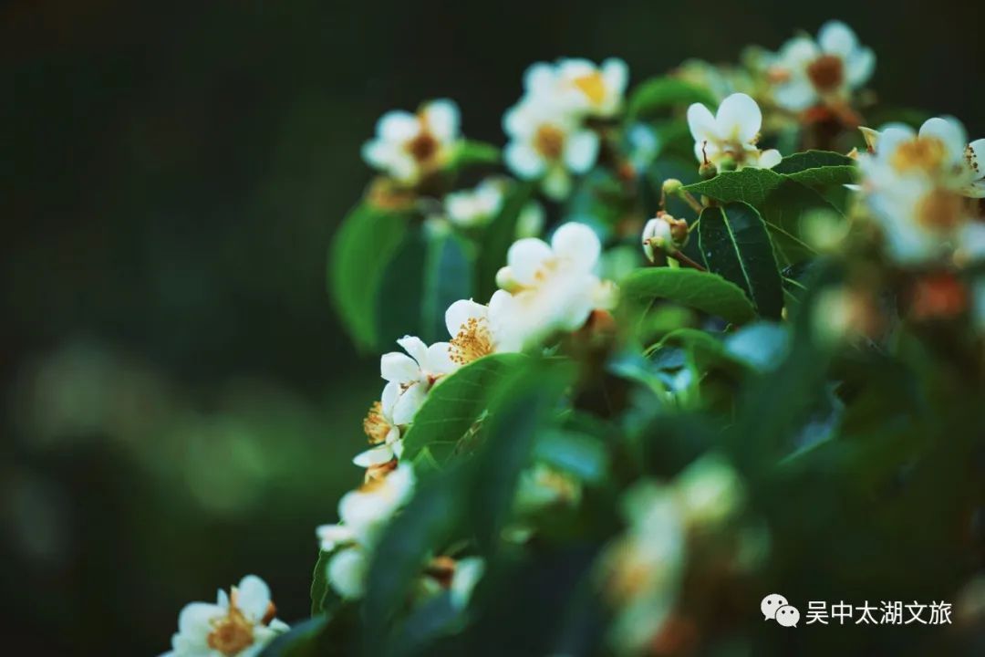 这朵夏日限定奇花，“荷”你有约！