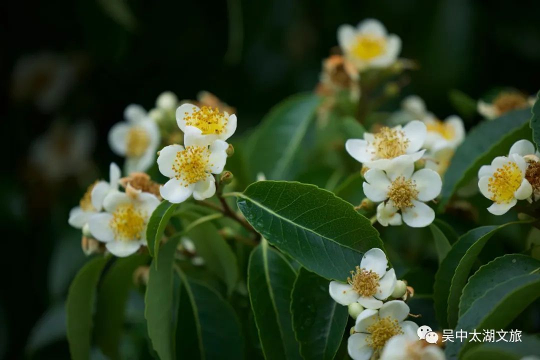 这朵夏日限定奇花，“荷”你有约！