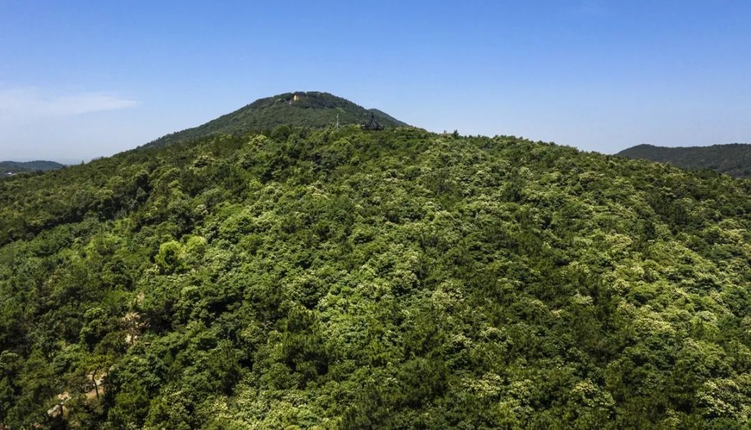 这朵夏日限定奇花，“荷”你有约！