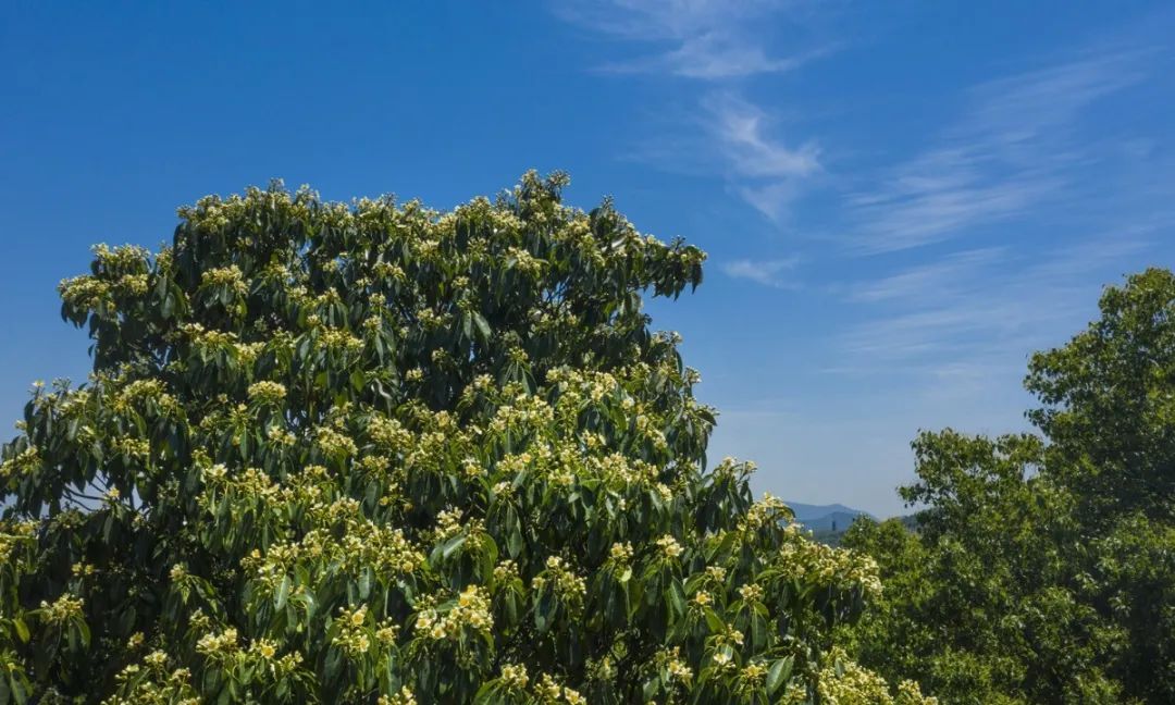 这朵夏日限定奇花，“荷”你有约！