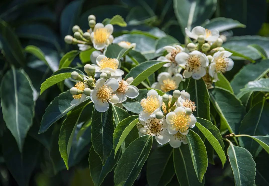 这朵夏日限定奇花，“荷”你有约！