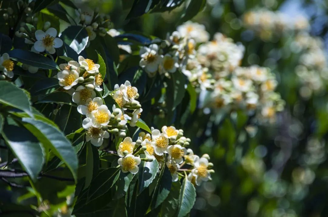 这朵夏日限定奇花，“荷”你有约！