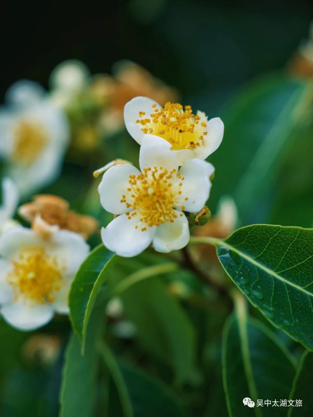 这朵夏日限定奇花，“荷”你有约！