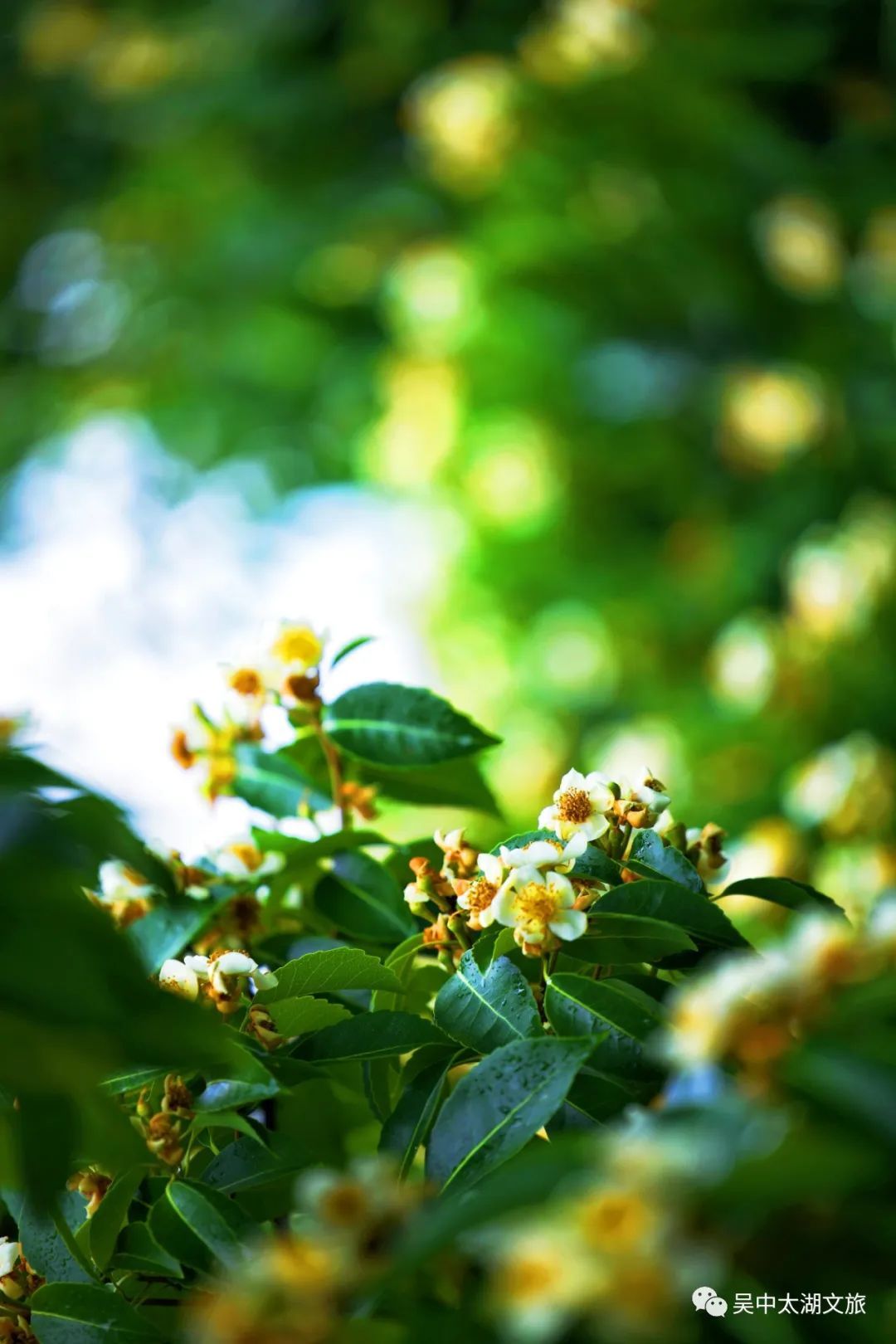 这朵夏日限定奇花，“荷”你有约！