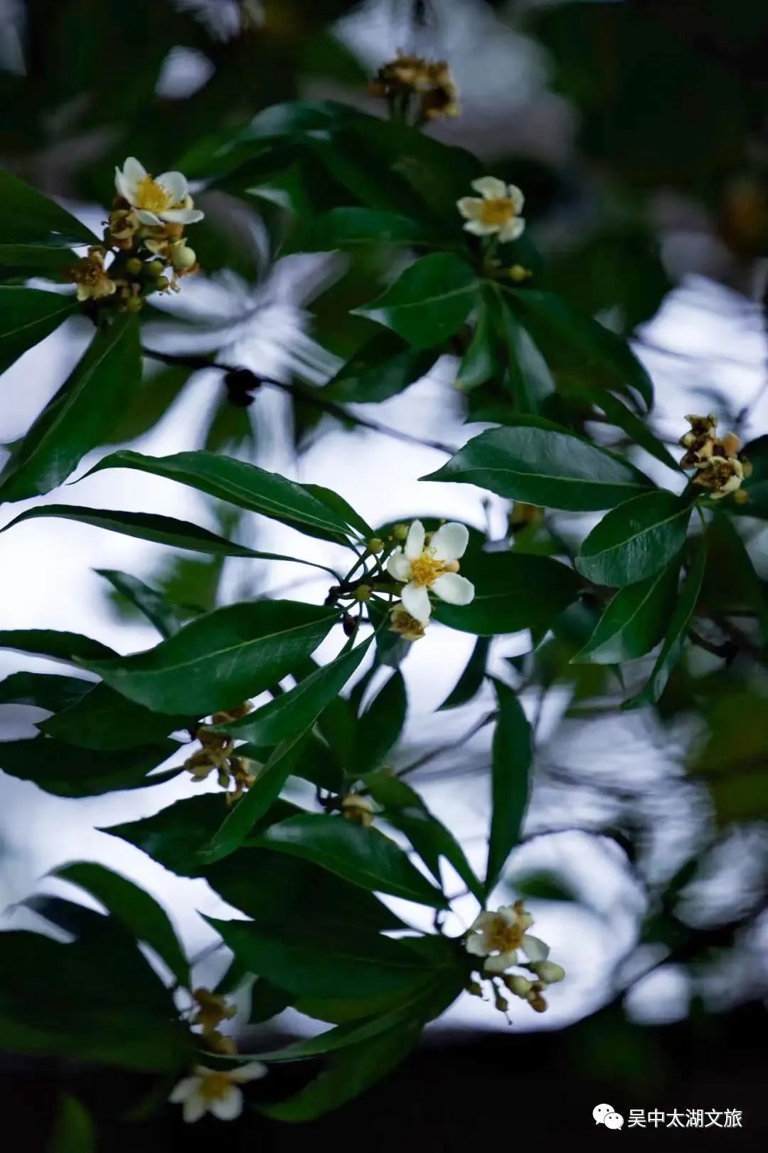 这朵夏日限定奇花，“荷”你有约！