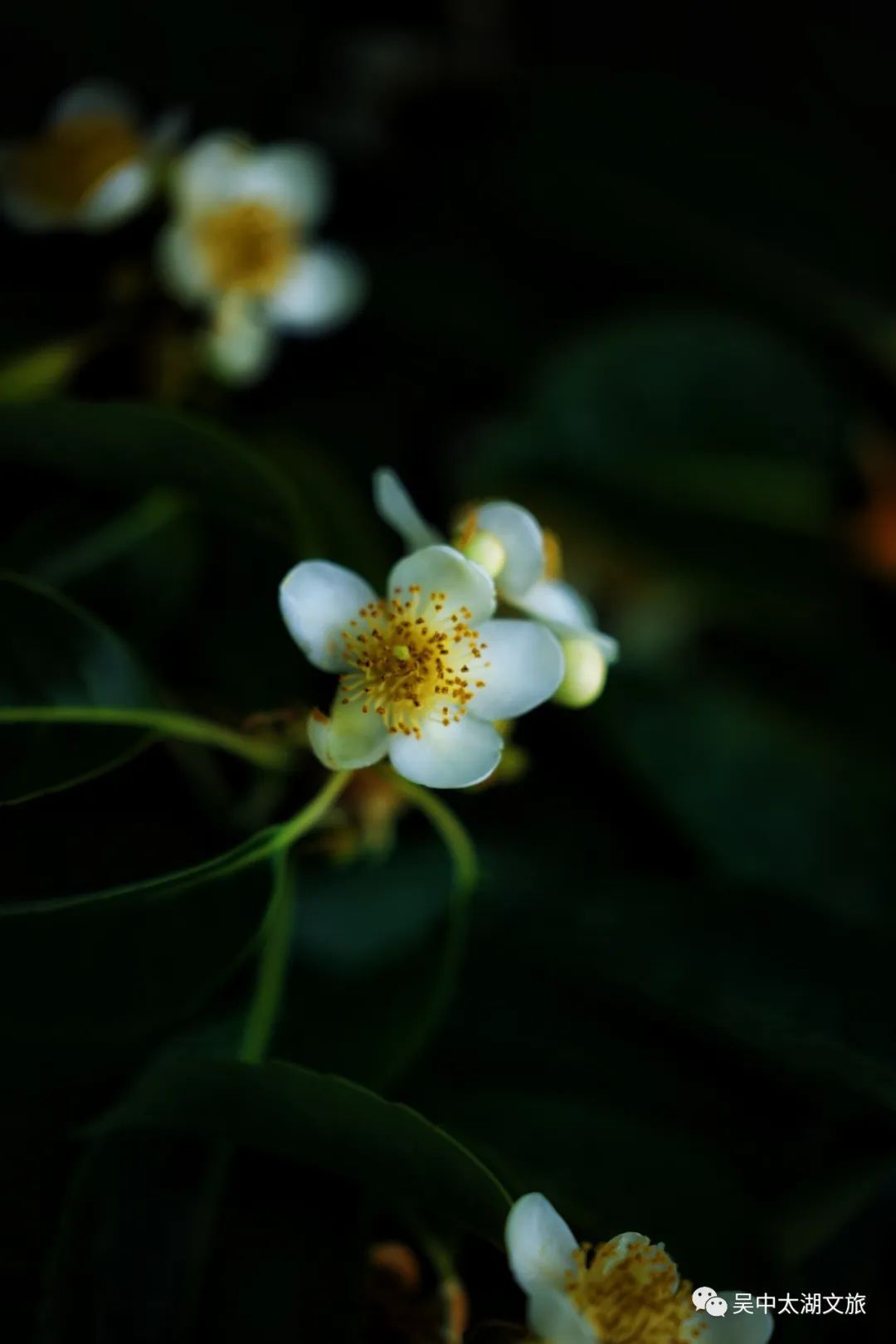 这朵夏日限定奇花，“荷”你有约！