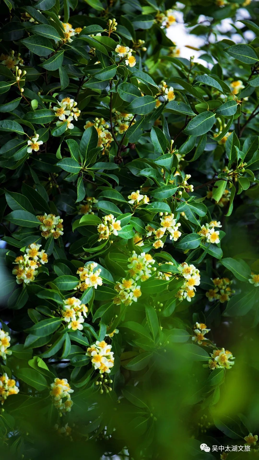 这朵夏日限定奇花，“荷”你有约！