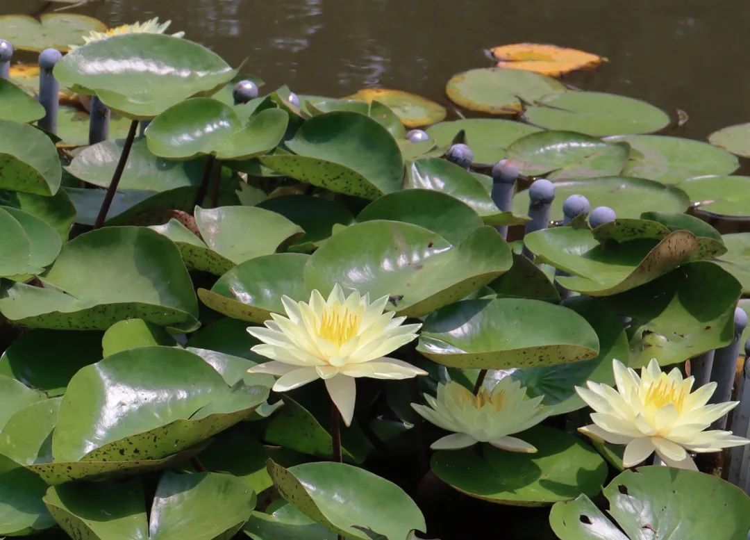 这朵夏日限定奇花，“荷”你有约！