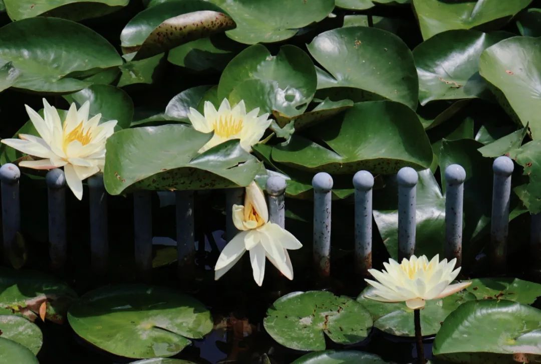 这朵夏日限定奇花，“荷”你有约！