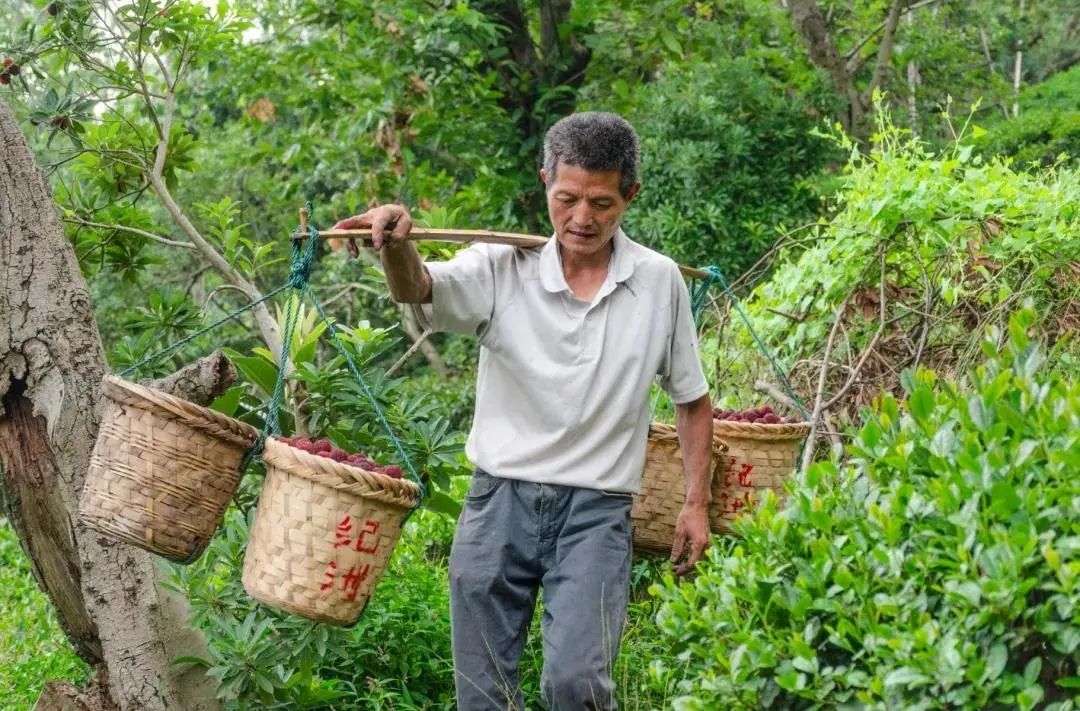 杨梅采摘线路来啦！好玩又好吃！