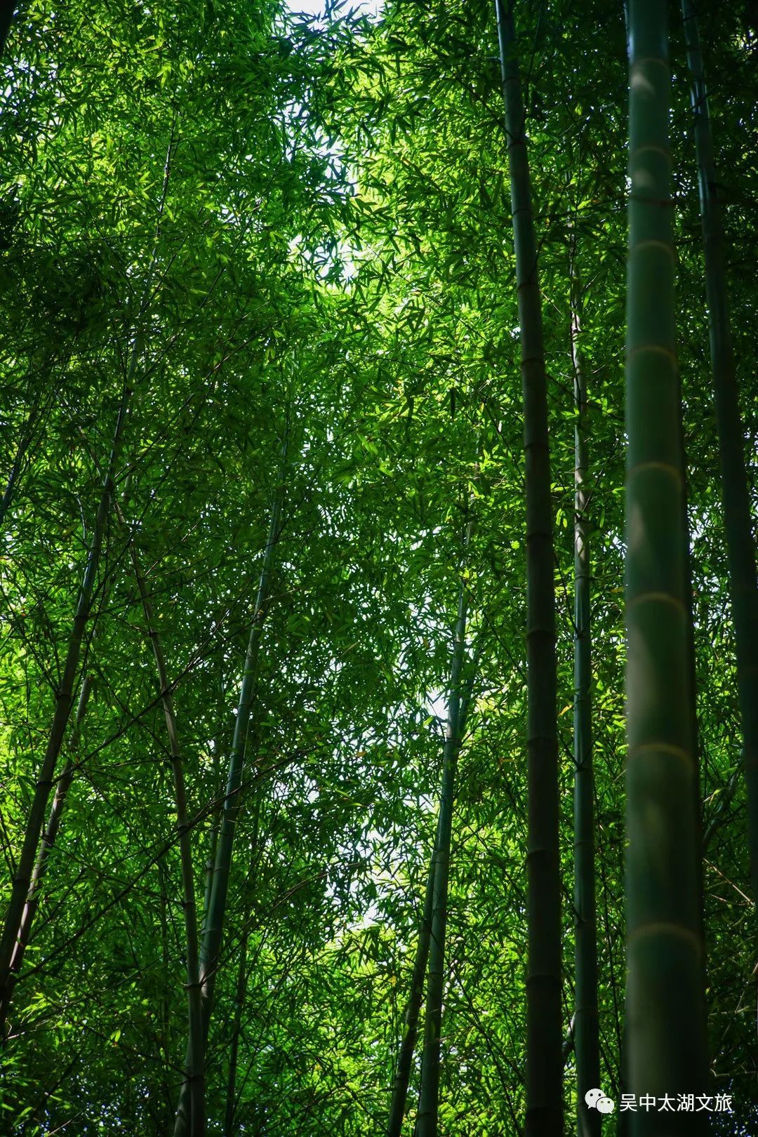 在你眼中，吴中夏天的颜色是_____