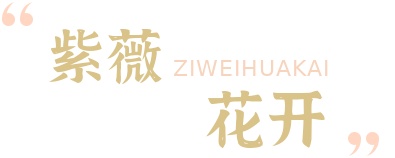 七月盛夏，又见百年紫薇花开！