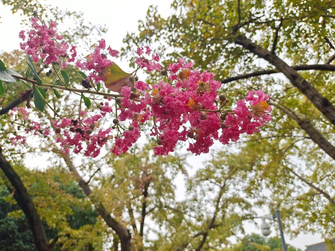 七月盛夏，又见百年紫薇花开！