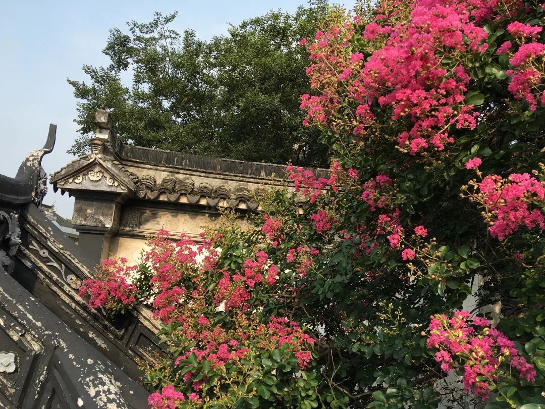 七月盛夏，又见百年紫薇花开！