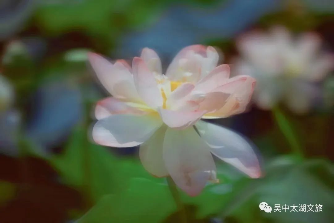 一起来赏！夏花绚烂正当时！