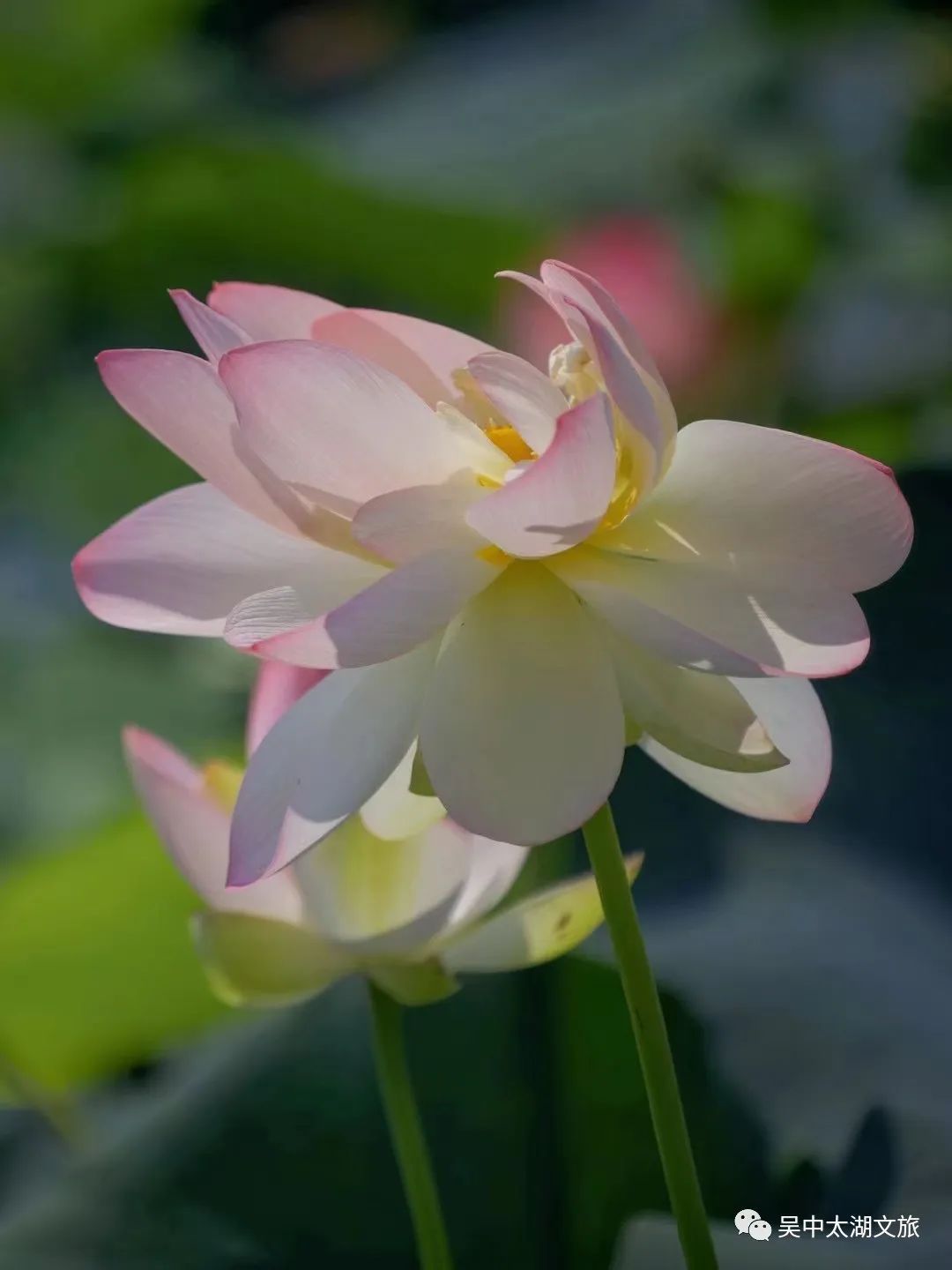 一起来赏！夏花绚烂正当时！