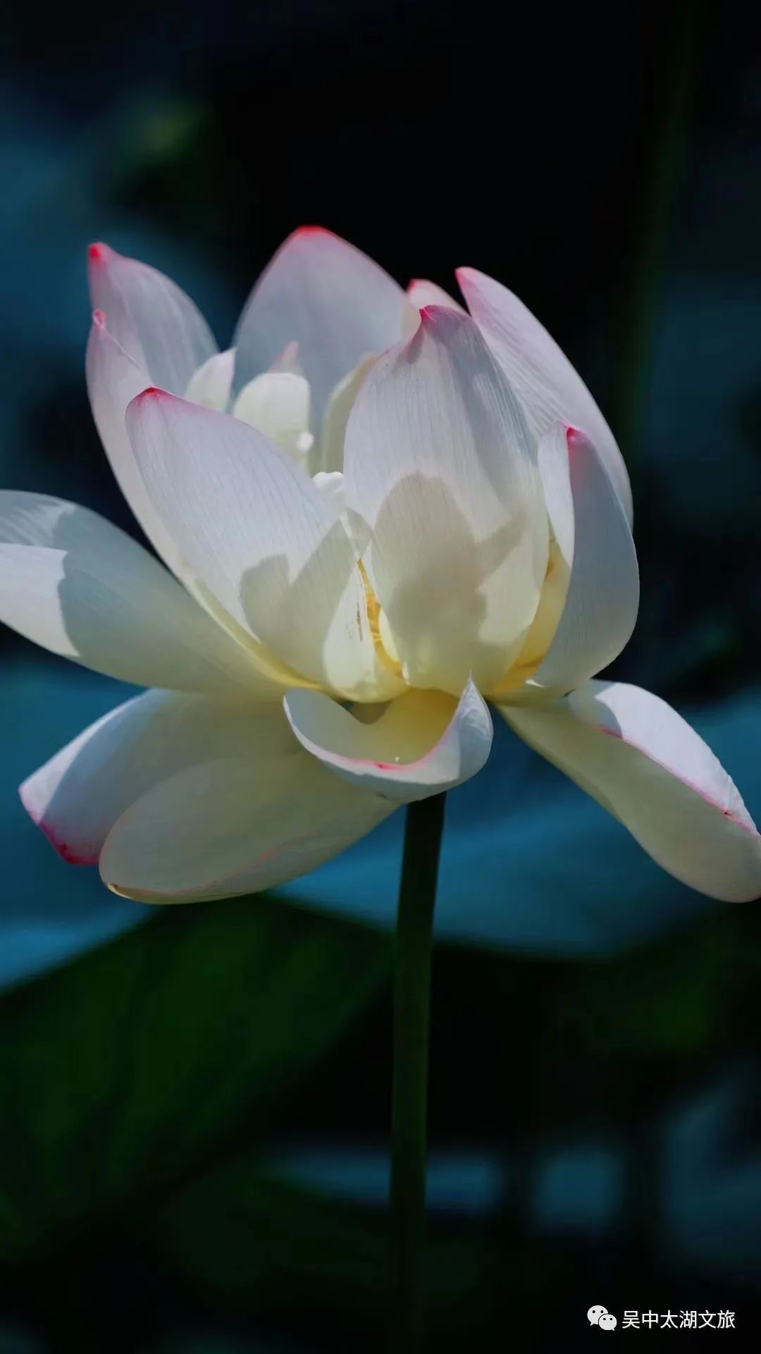 一起来赏！夏花绚烂正当时！