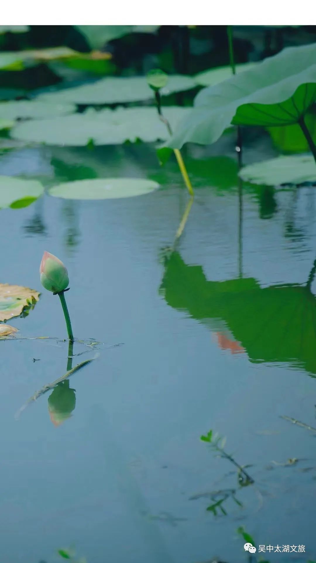 一起来赏！夏花绚烂正当时！