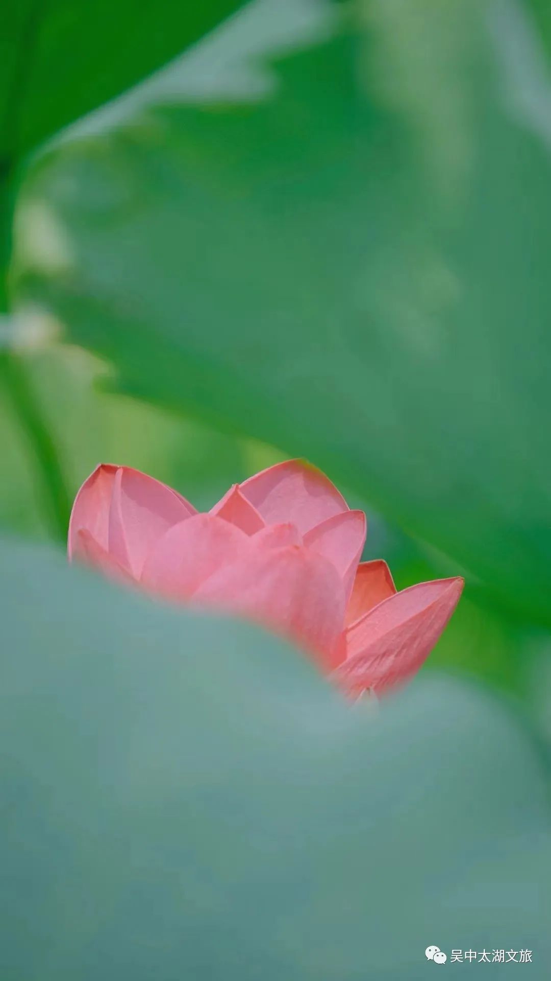 一起来赏！夏花绚烂正当时！