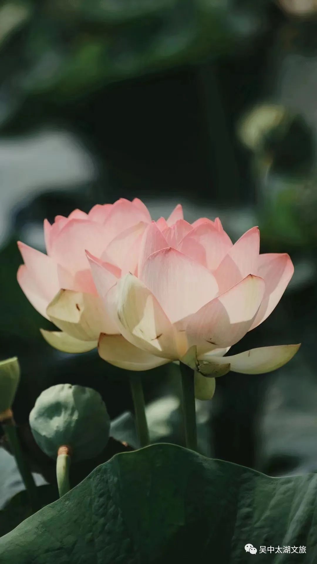 一起来赏！夏花绚烂正当时！