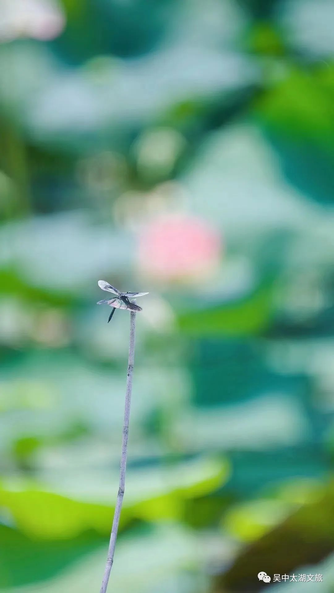 一起来赏！夏花绚烂正当时！