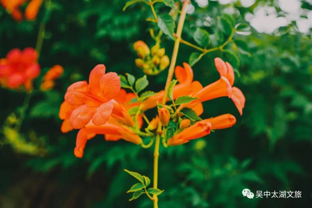 一起来赏！夏花绚烂正当时！