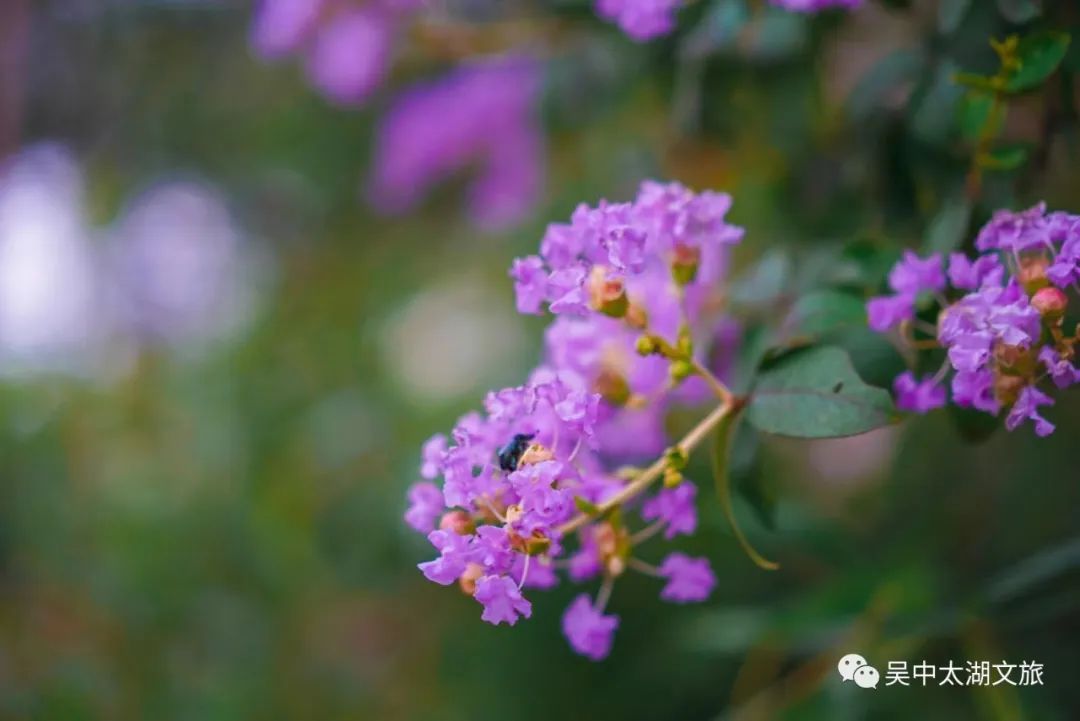 一起来赏！夏花绚烂正当时！