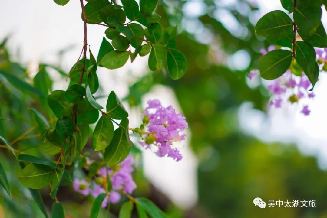 一起来赏！夏花绚烂正当时！