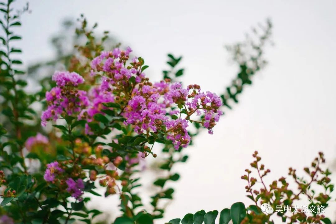 一起来赏！夏花绚烂正当时！