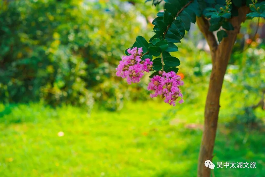 一起来赏！夏花绚烂正当时！