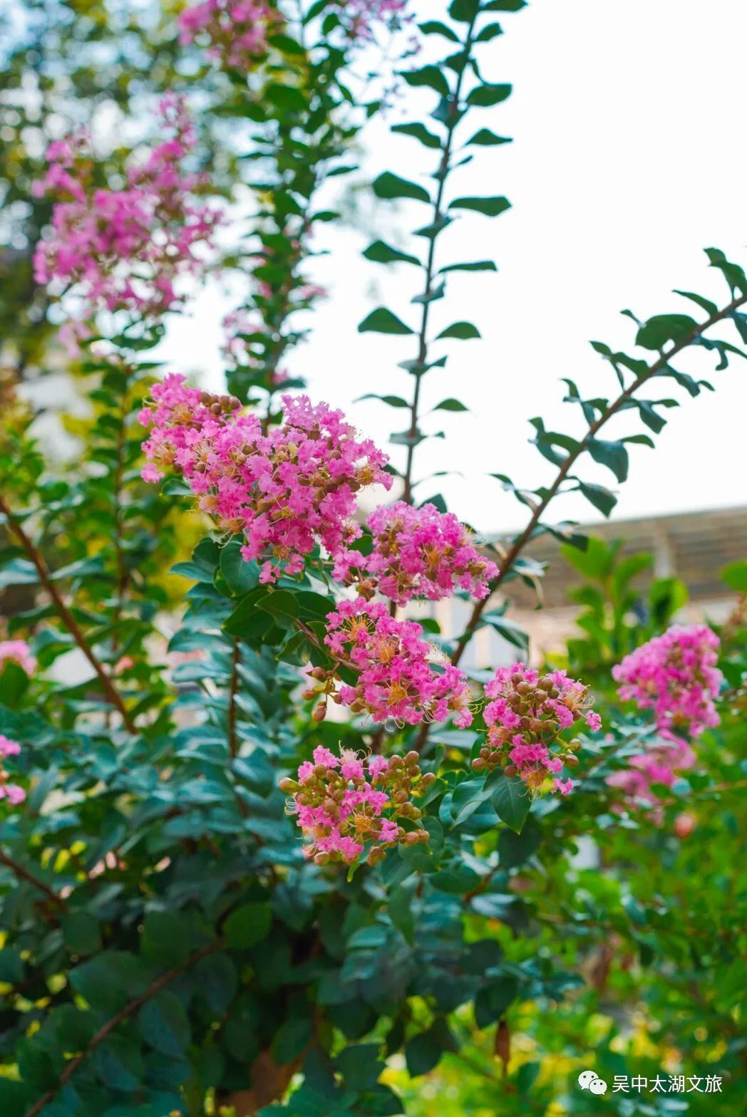 一起来赏！夏花绚烂正当时！