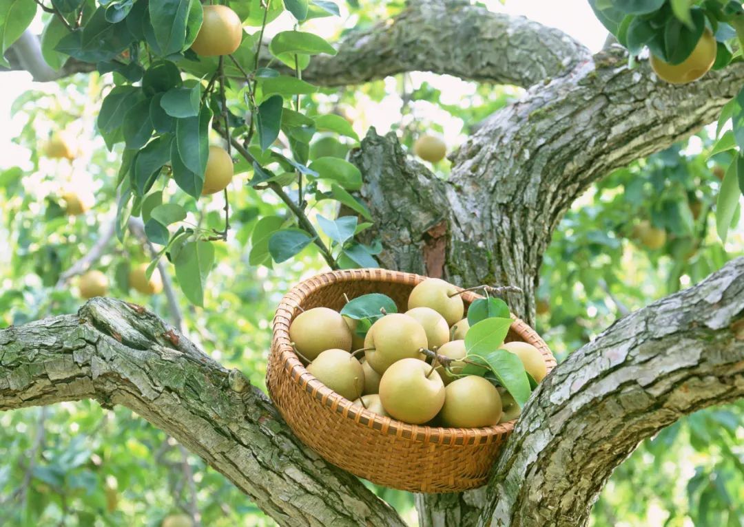 夏日炎炎，不如找点“野趣”吧！