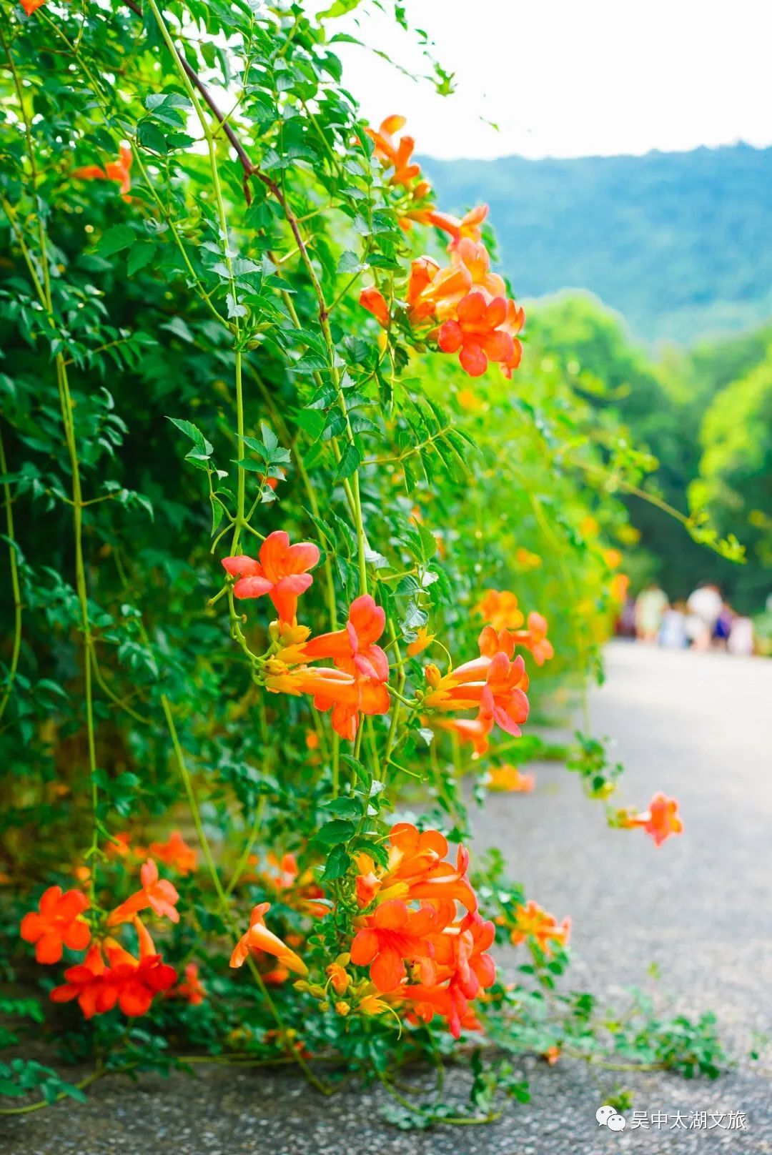 这抹夏日里的橘红色，不要错过了