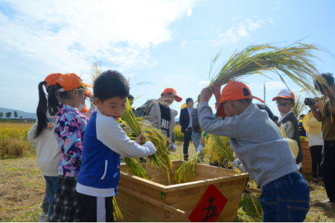 太湖生态岛2022年金秋稻香文化节开幕