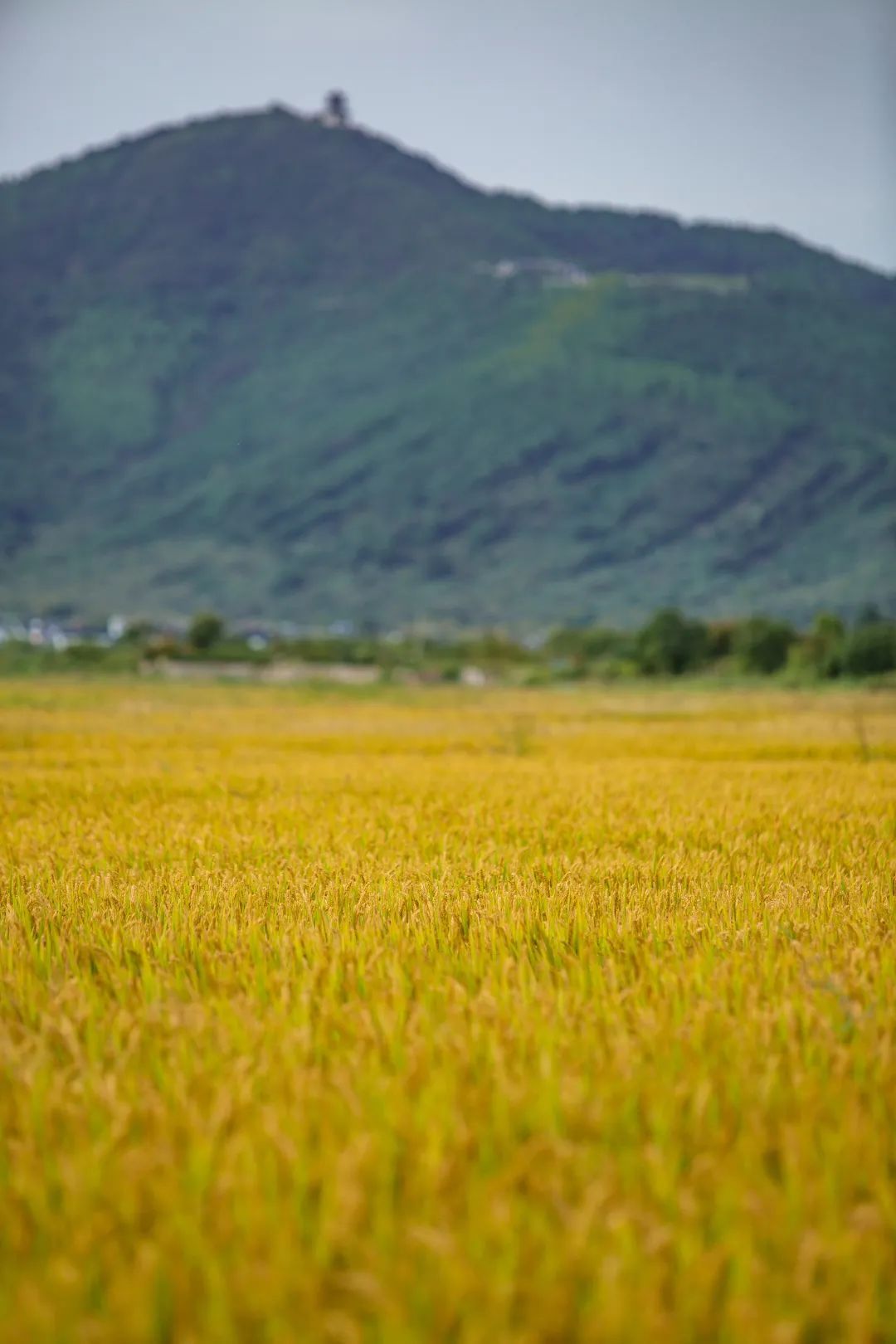 吴中稻田，“丰”景如画！