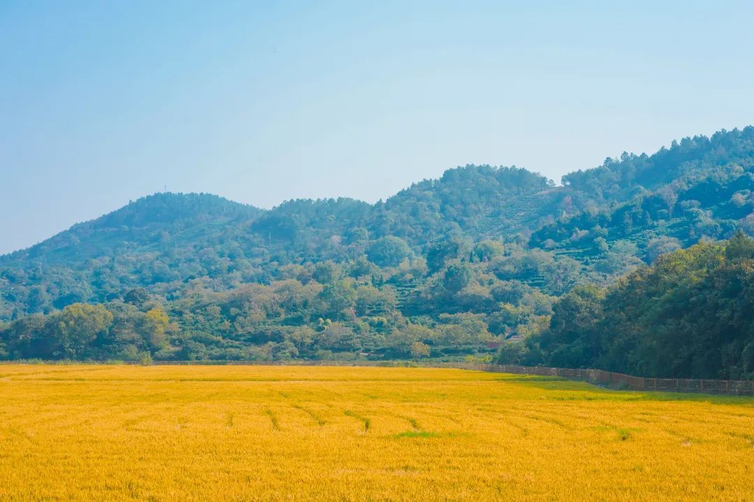 吴中稻田，“丰”景如画！