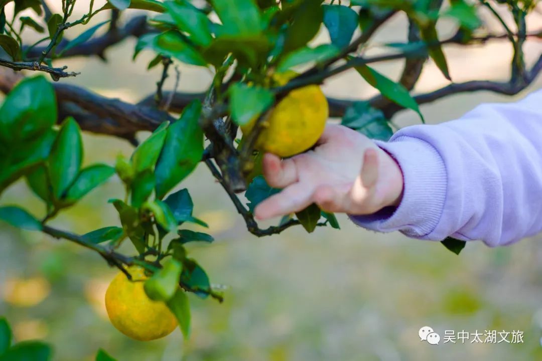 橘子红了，甜上心头！